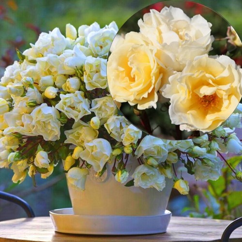 Rosa 'Mentor-Rose' - Roos 'Mentor-Rose' C4/4L